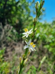 Chlorophytum bowkeri