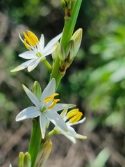 Chlorophytum bowkeri