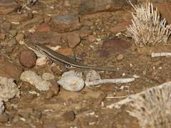 Trachylepis