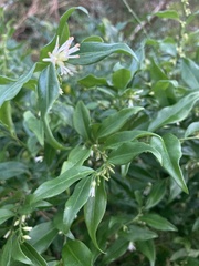 Sarcococca