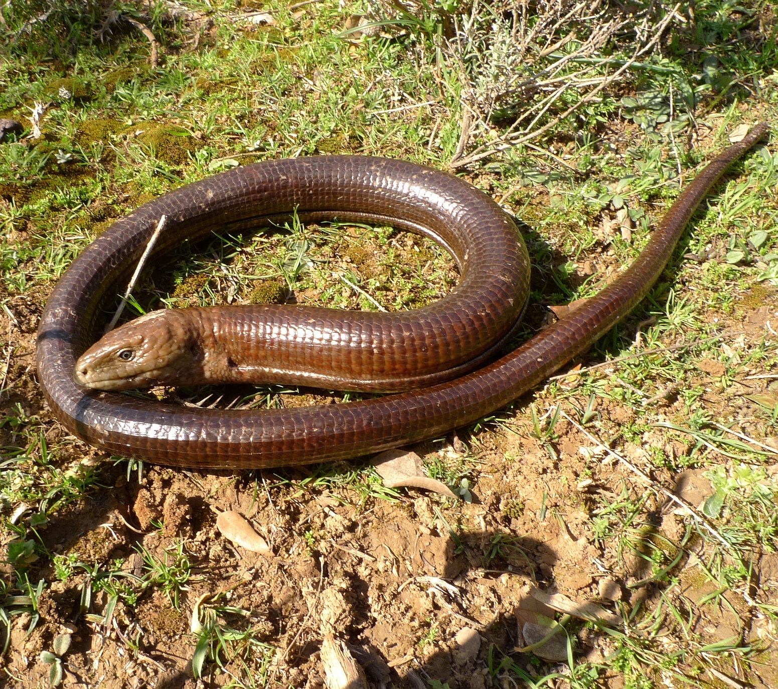 European Glass Lizard (Pseudopus apodus) · iNaturalist