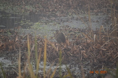 Botaurus lentiginosus image