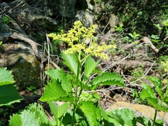 Cyphostemma lanigerum