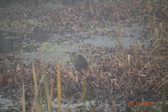 Botaurus lentiginosus image