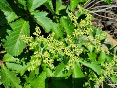 Cyphostemma lanigerum