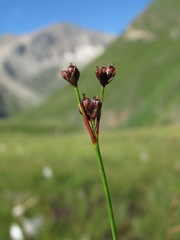 Juncus elbrusicus
