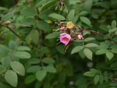 Rosa macrophylla