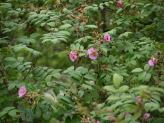 Rosa macrophylla
