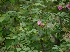 Rosa macrophylla