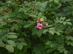 Rosa macrophylla
