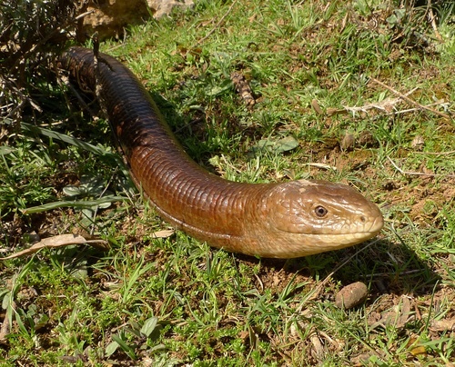 Blavor (Pseudopus apodus)
