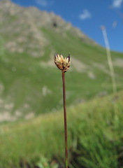 Juncus triglumis
