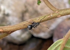 Polyrhachis militaris