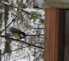 Parus major