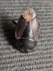 Geocnethus plagiatus