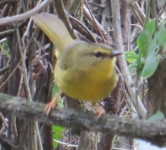 Myiothlypis bivittata