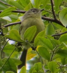 Phylloscartes ventralis