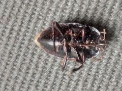 Geocnethus plagiatus