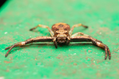 Strigoplus guizhouensis