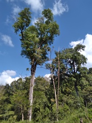 Ulmus mexicana