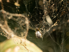 Prosoponoides sinense