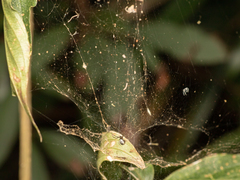 Prosoponoides sinense