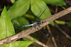 Erythrodiplax avittata