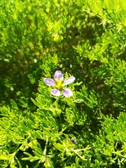 Fagonia palmeri