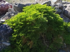 Fagonia palmeri