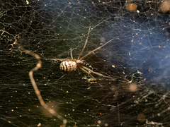 Prosoponoides sinense