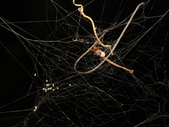 Parasteatoda cingulata