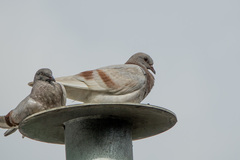 Columba livia domestica