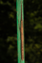 Lopaphus balteatus