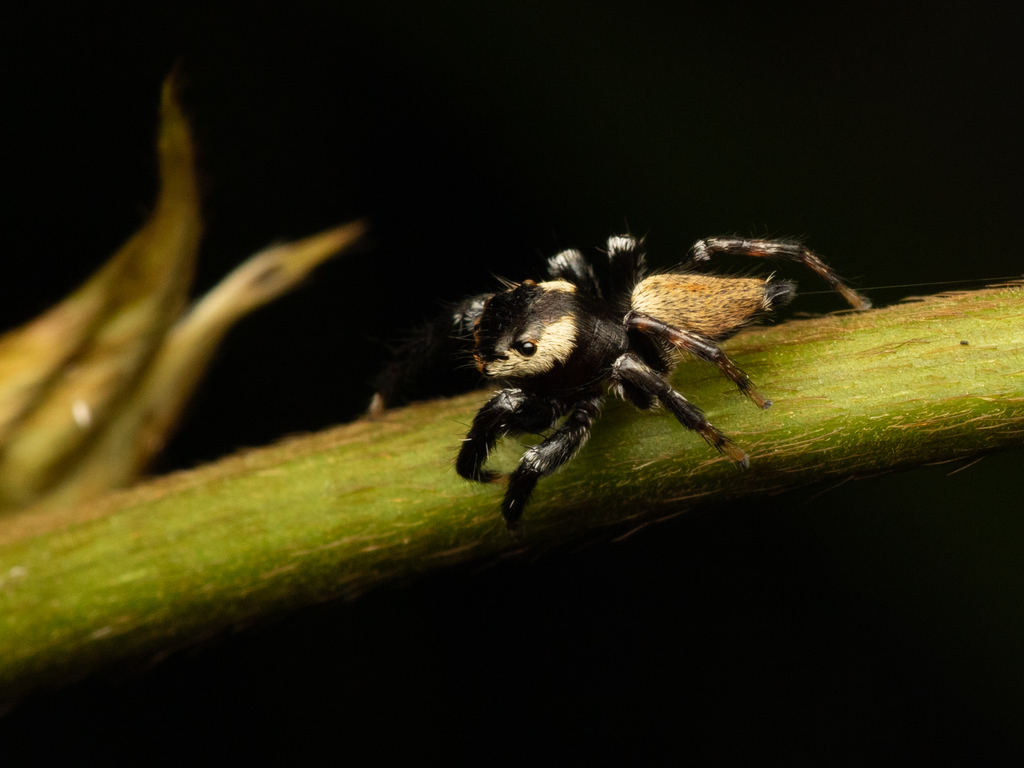 Nigorella hirticeps