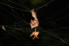 Parasteatoda cingulata