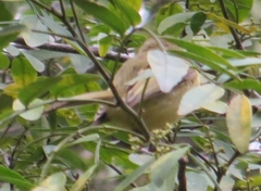 Phylloscartes ventralis