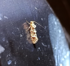 Lysiphragma epixyla