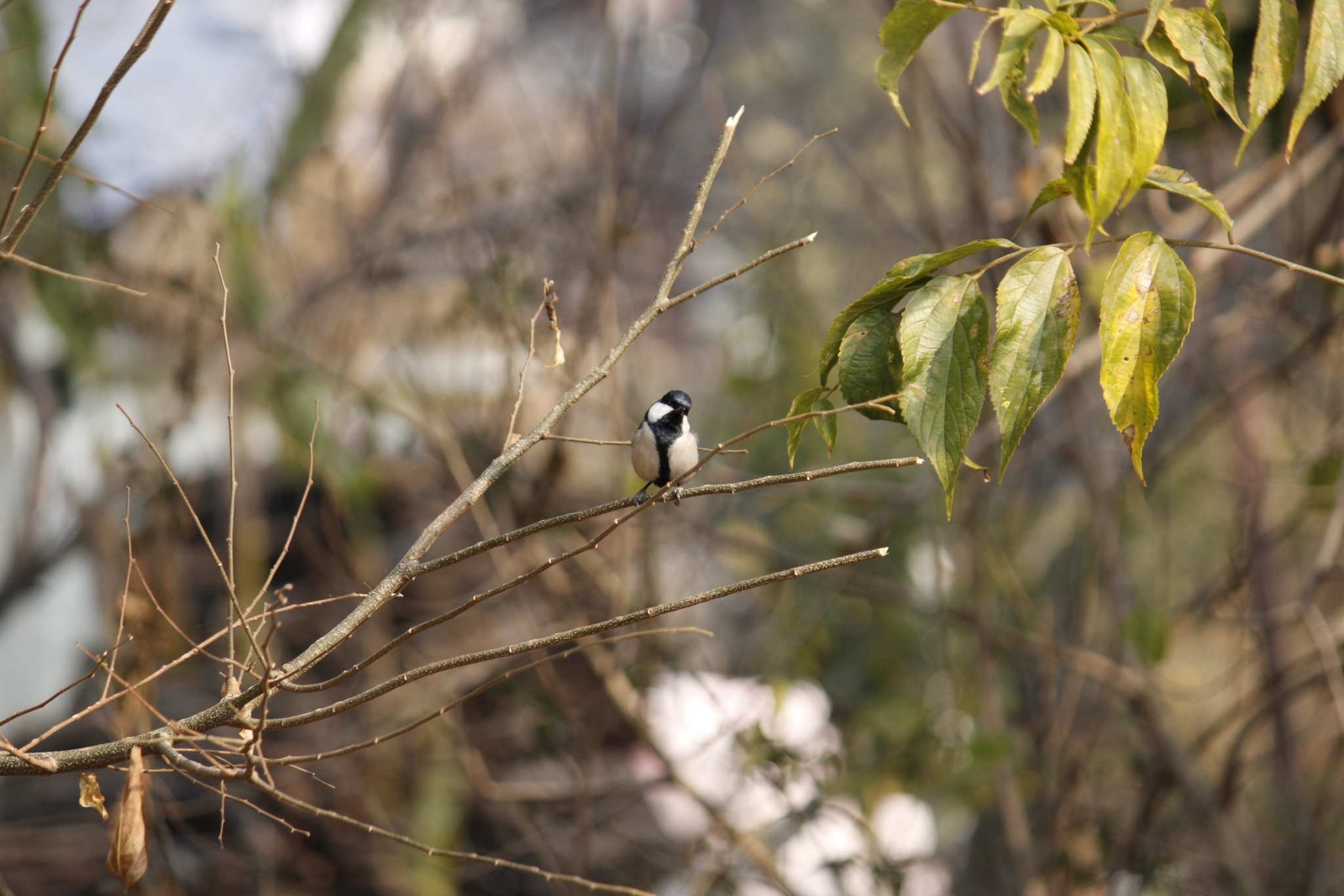 Cinereous Tit