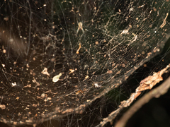 Prosoponoides sinense