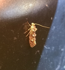 Lysiphragma epixyla