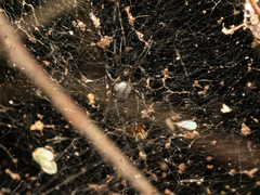 Prosoponoides sinense