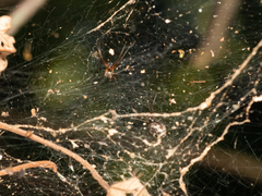 Prosoponoides sinense