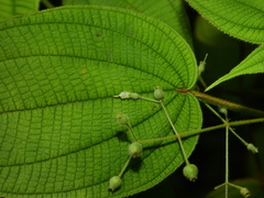 Miconia silvicola