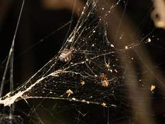 Prosoponoides sinense