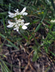 Orlaya grandiflora