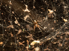 Prosoponoides sinense