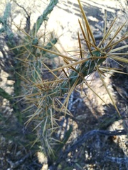 Cylindropuntia molesta