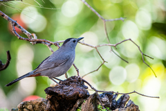 Dumetella carolinensis