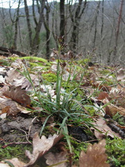 Luzula forsteri