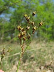 Luzula forsteri
